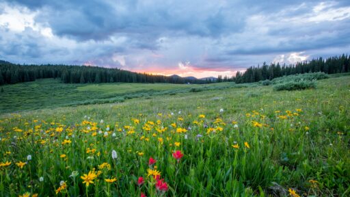 Spring flowers in a field