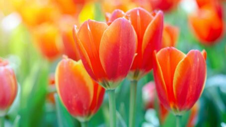 tulips